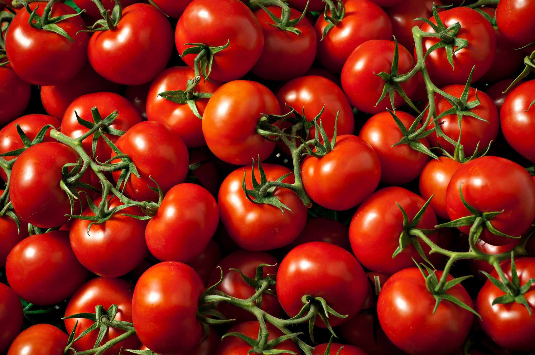 truss tomato background